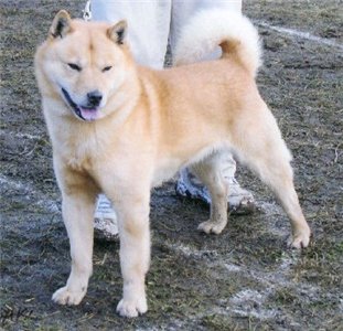 are hokkaido hypoallergenic