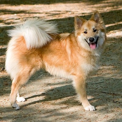 Icelandic Sheepdog Breed