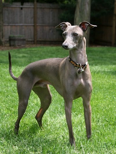 Italian Greyhound Dog Breed - Facts and Traits