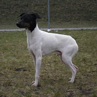 Japanese Terrier Dog Breed