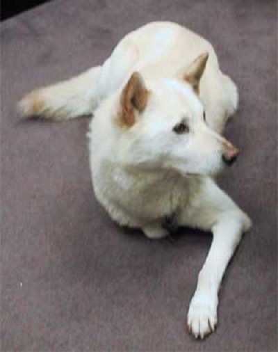 do korean jindo dogs shed