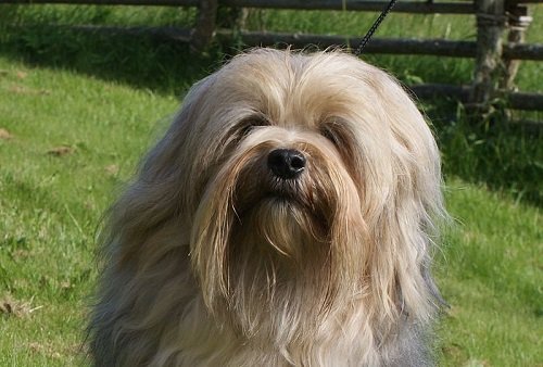 Löwchen Dog Breed