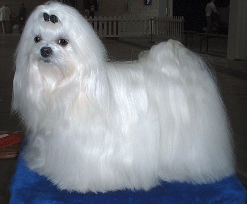Maltese Dog Breed
