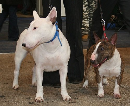 You've Gotta See This Clever Bull Terrier's Solution to Eating