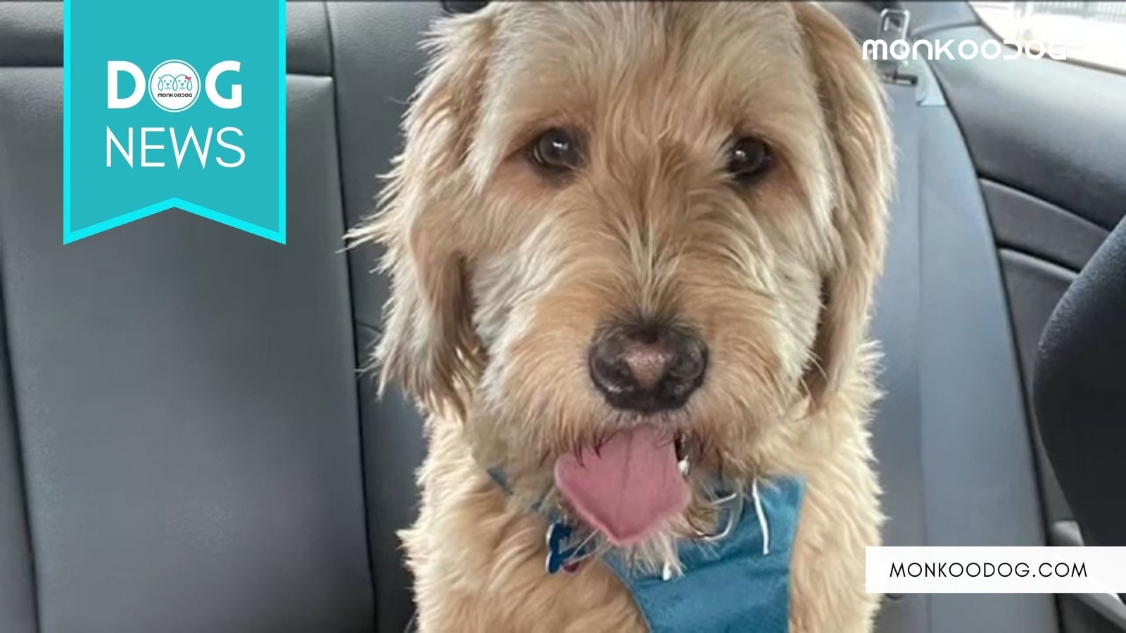 New Jersey Pet owner's Mini Goldendoodle goes missing after leaving with a dog sitter, ultimately turning up dead.