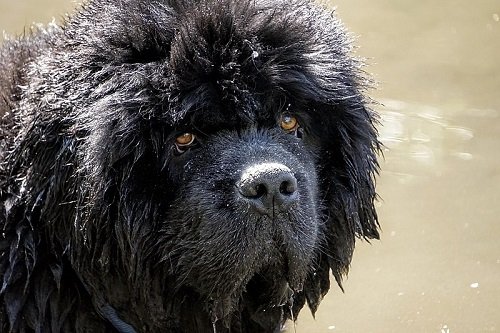 Newfoundland best sale puppy weight