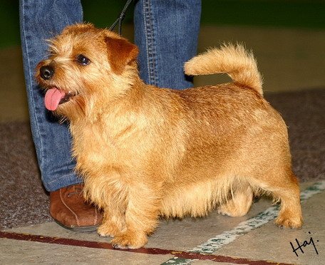 Norfolk terrier hand clearance stripping