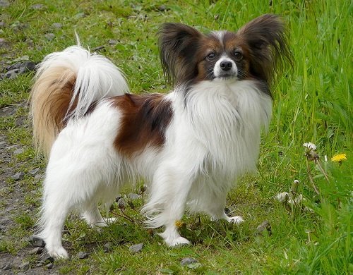 Papillon puppy, black white butterfly dog, continental mini spaniel,  stuffed toy