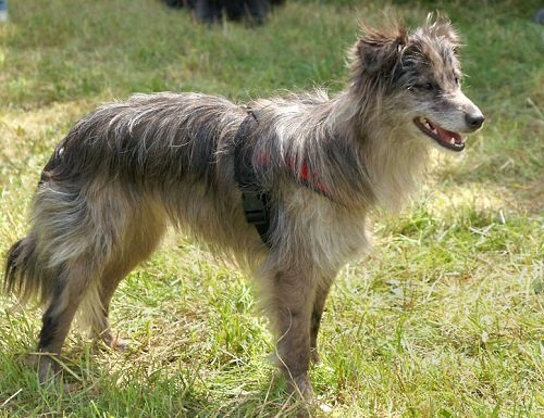 how often should you walk your pyrenean sheepdog puppy