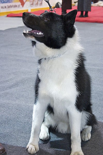 Russo-European Laika Dog Breed