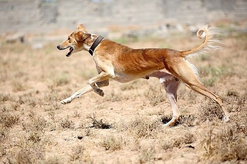 are saluki aggressive