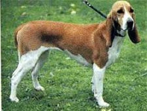 what is the temperament of a bruno jura hound