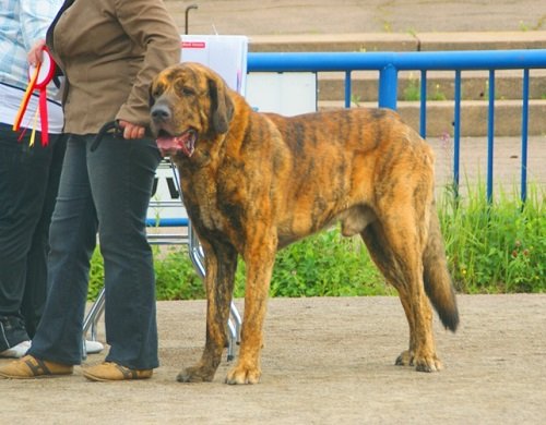 Spanish Mastiff Dog Breed