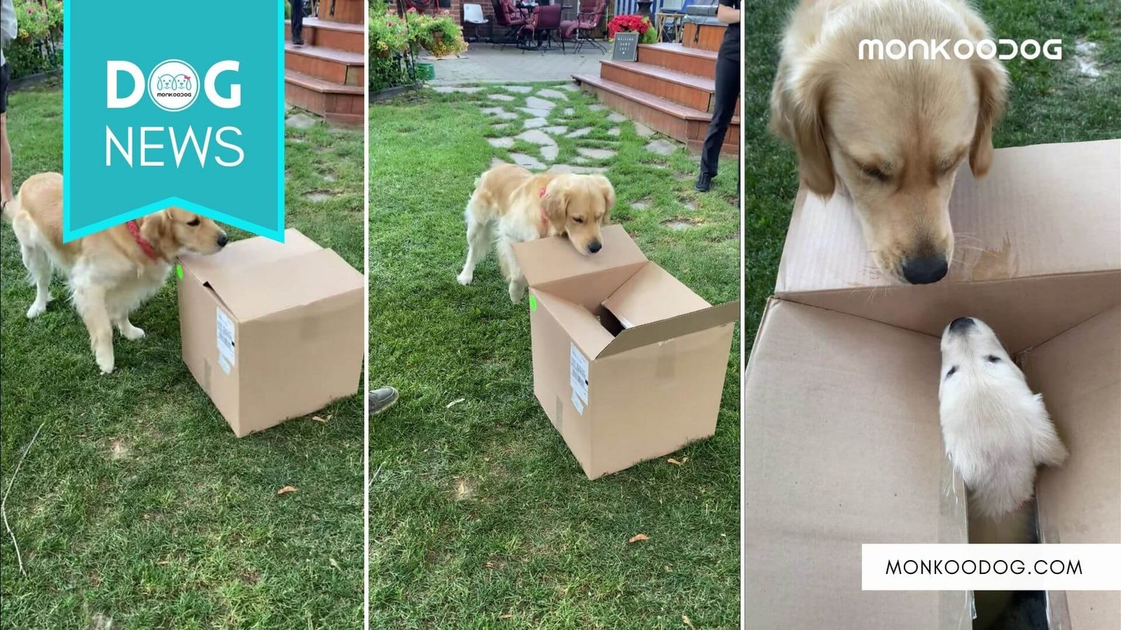 The Pet dog’s reaction after meeting a tiny little puppy is simply adorable.