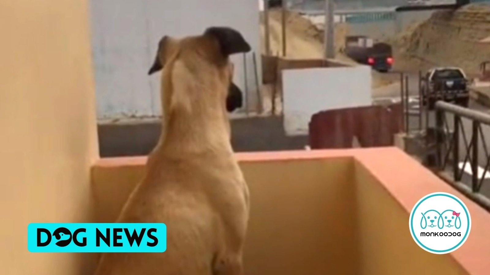 Dog portrays his unconditional devotion, awaiting his owner’s return every day. Watch the viral video