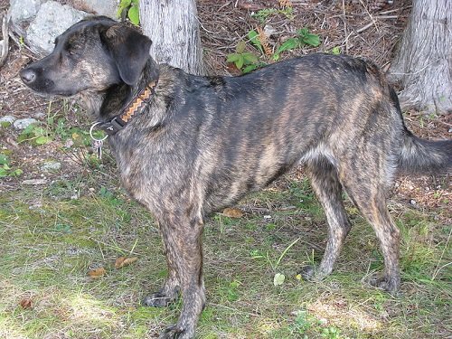 Treeing Tennessee Brindle Dog Breed