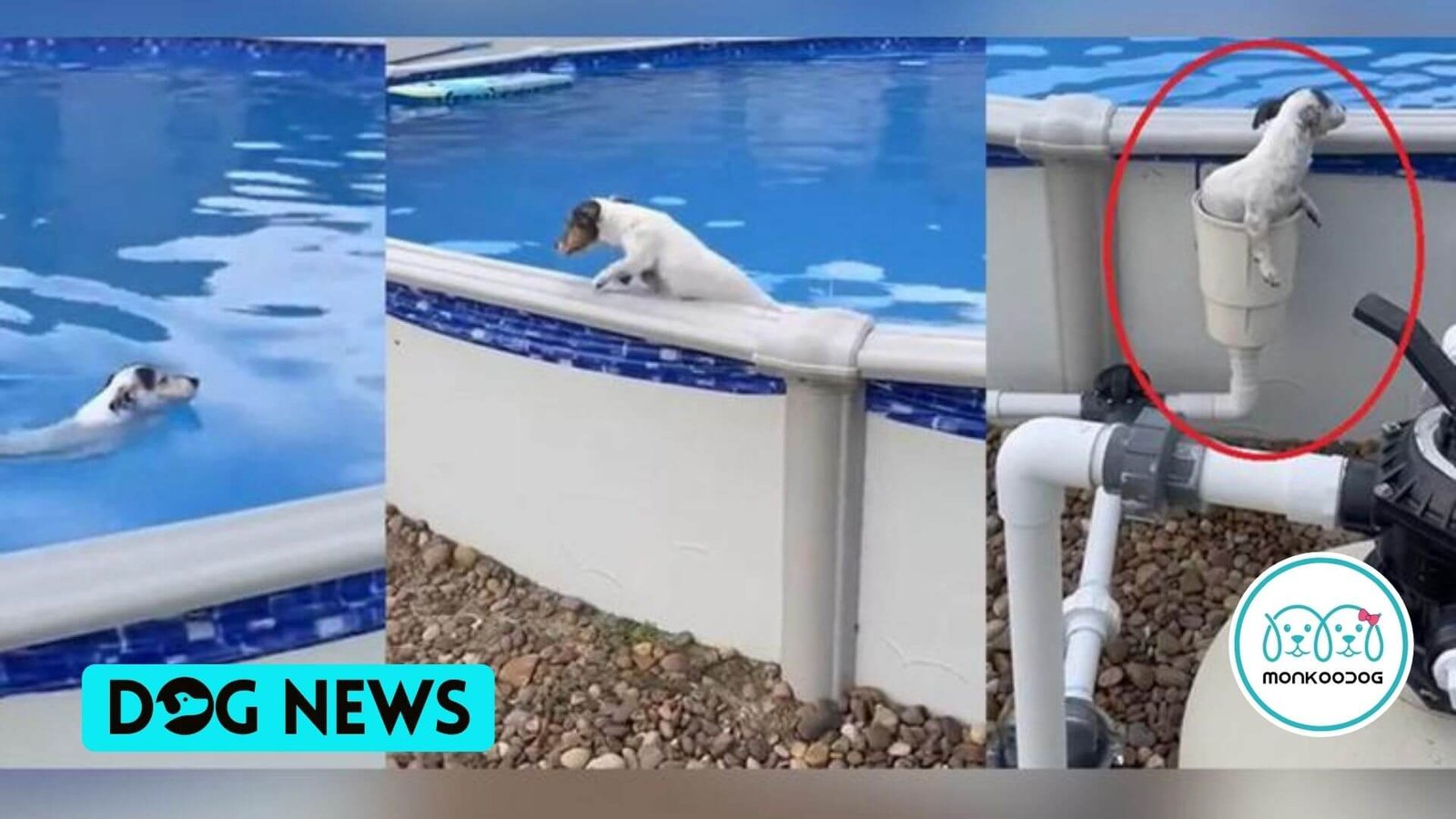 WATCH - The Paw-Dorable Video Of Dog Swimming in the Pool Takes An Unbelievable 'Secret Exit'; Going Viral by Monkoodog