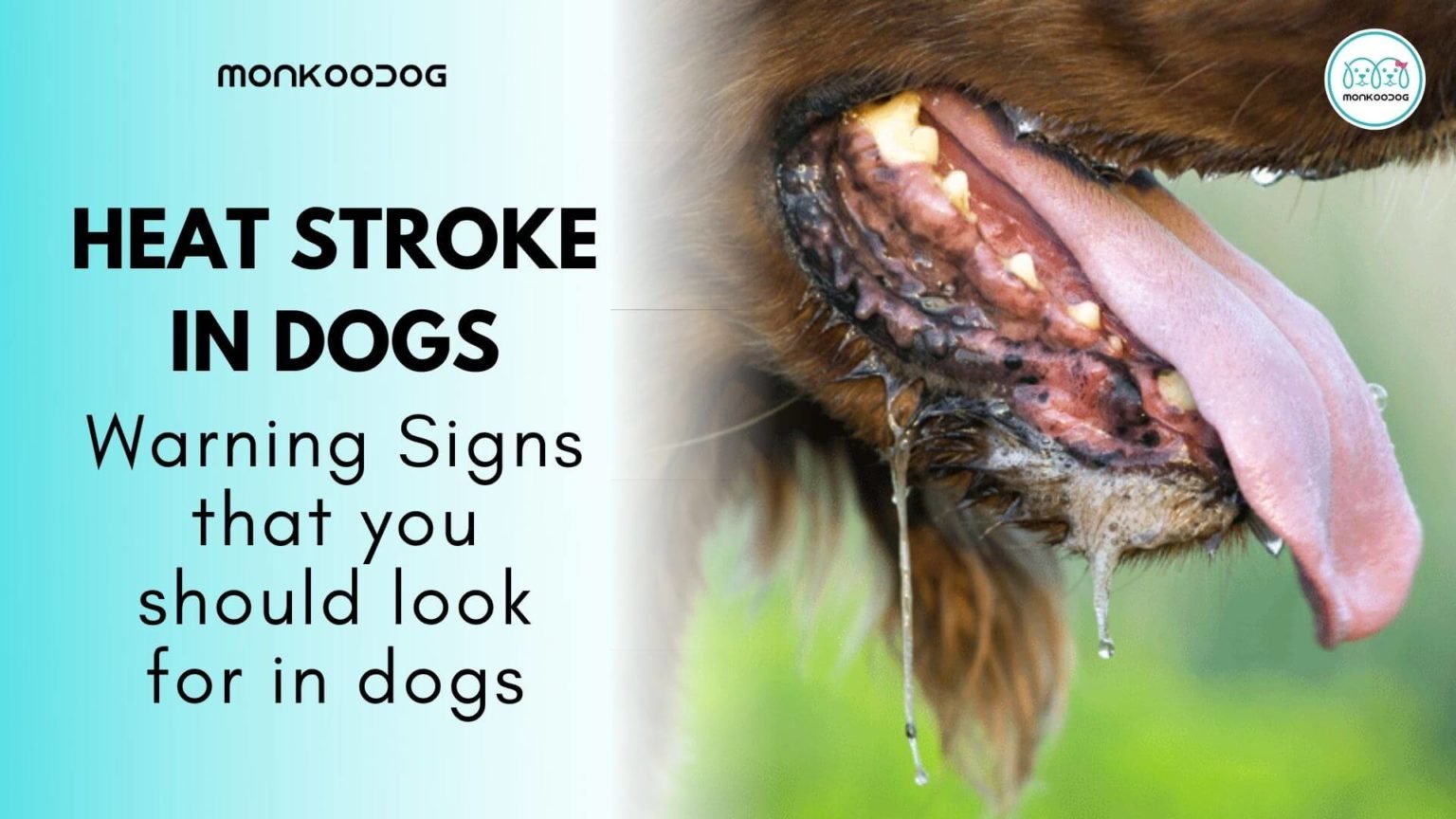 Dog Heat Stroke Signs