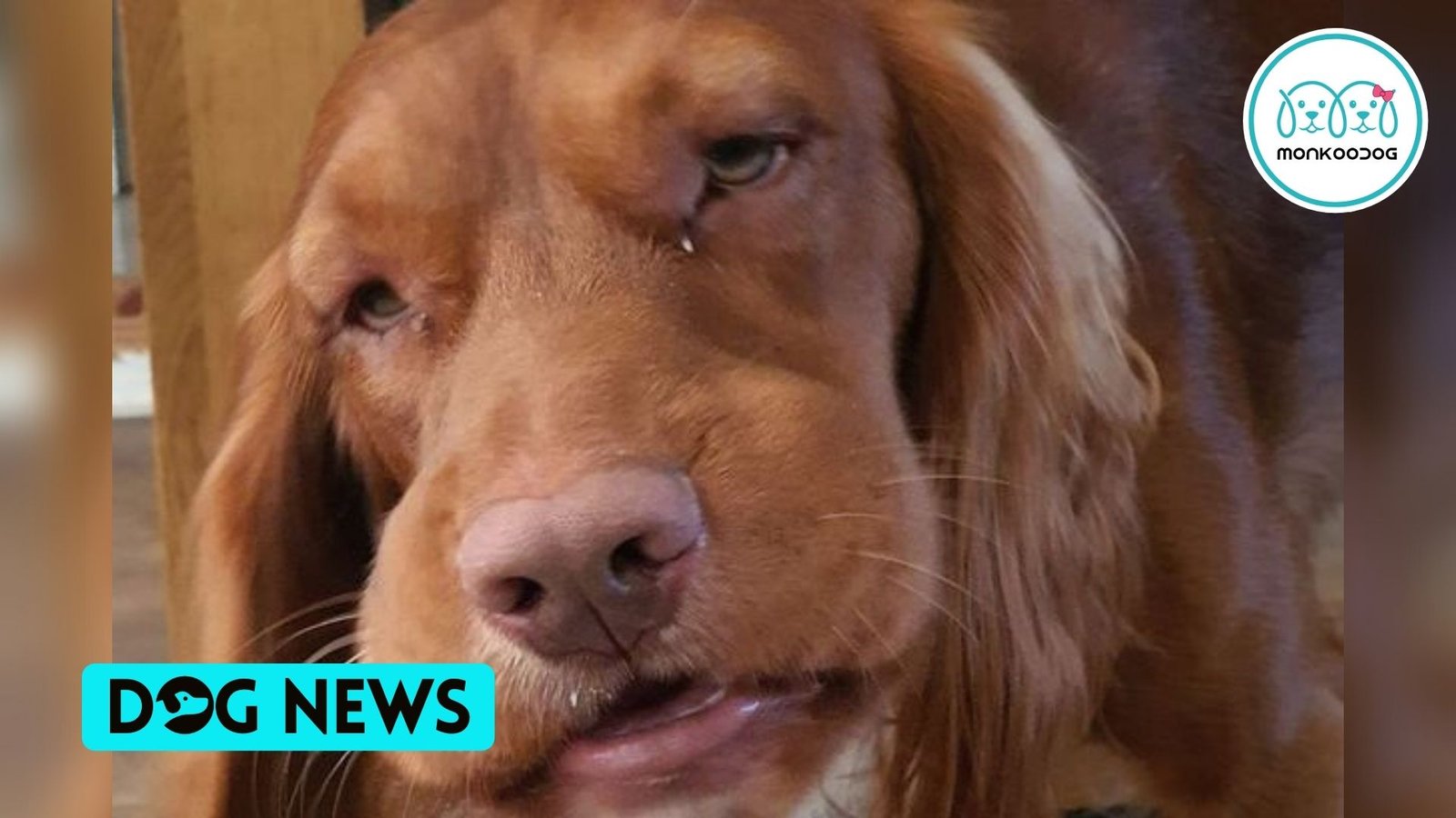 A brown cocker spaniel face got swollen due to giant hogweed