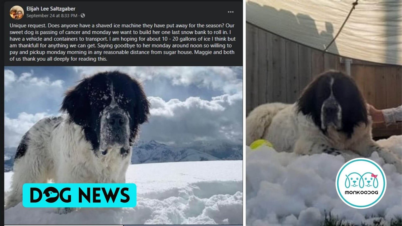 A Dying Dog Enjoys her snow pile