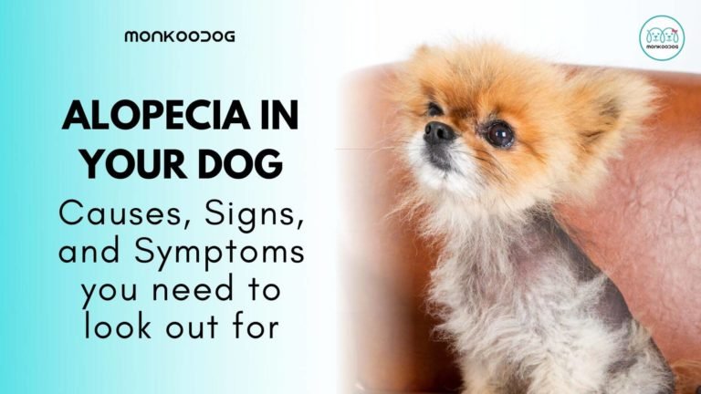 All you need to know about Alopecia in dogs - Monkoodog