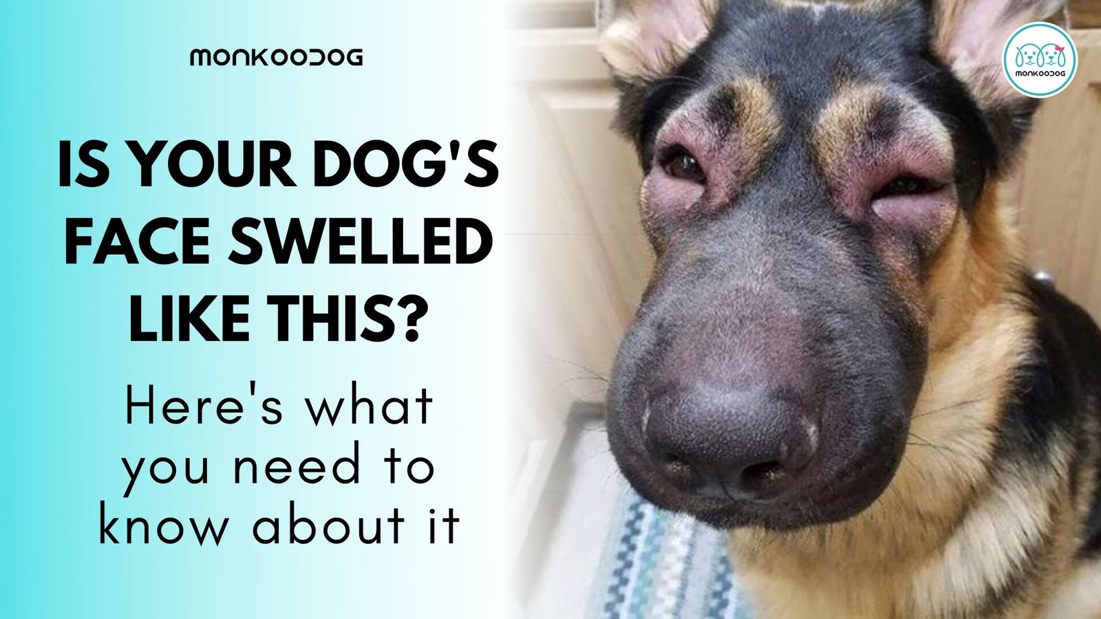 what can i give my dog for facial swelling
