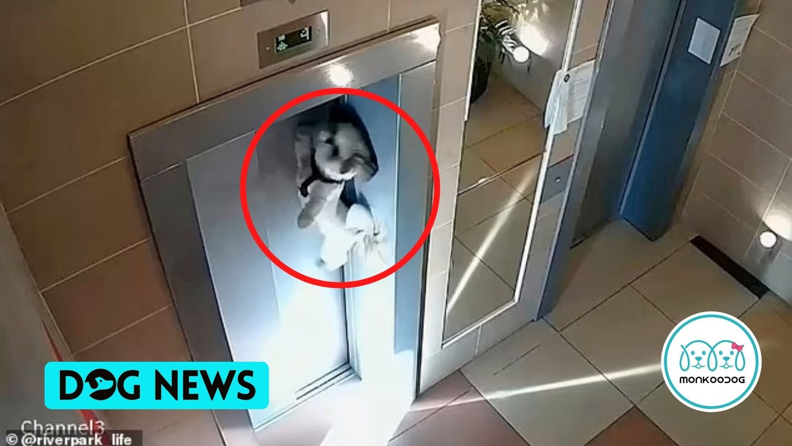 Terrified Dog Strung up in the Elevator Door by its leash. Watch the Horrifying video (2)