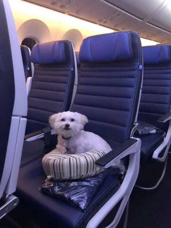 A Dog Owner Booked Entire Air India business class cabin