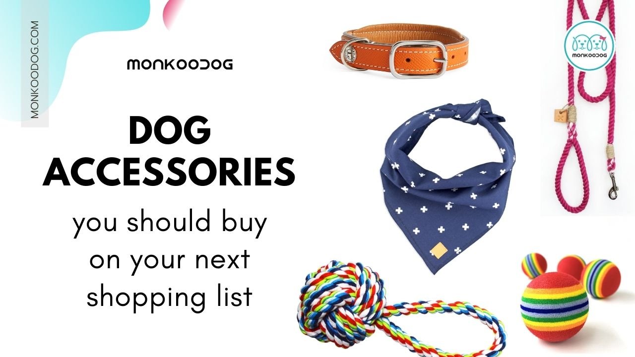 4 Essential Dog Accessories To Find On Your Next Shopping Trip