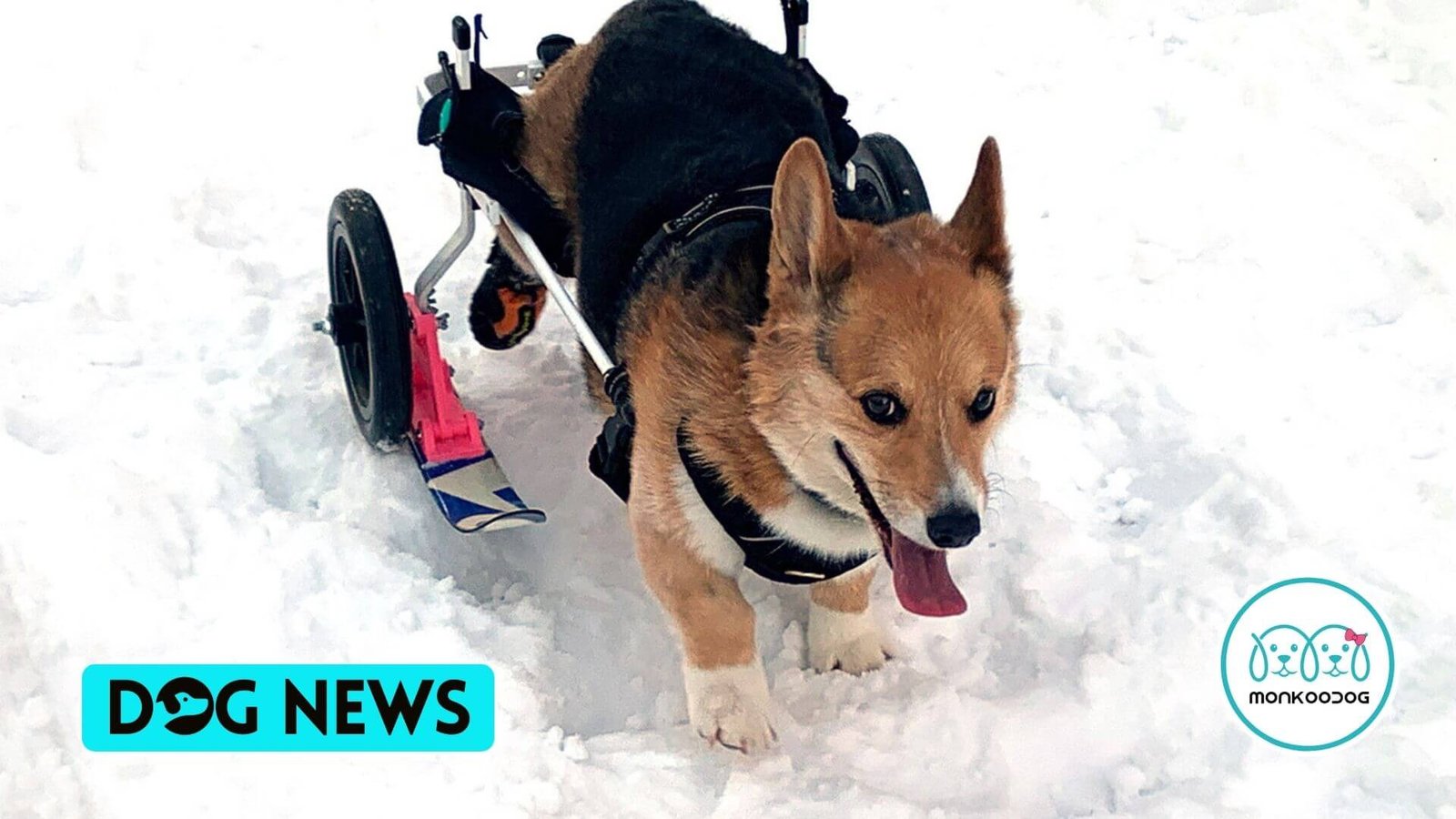 An Engineer from Nebraska Designs Skis for his Pet's
