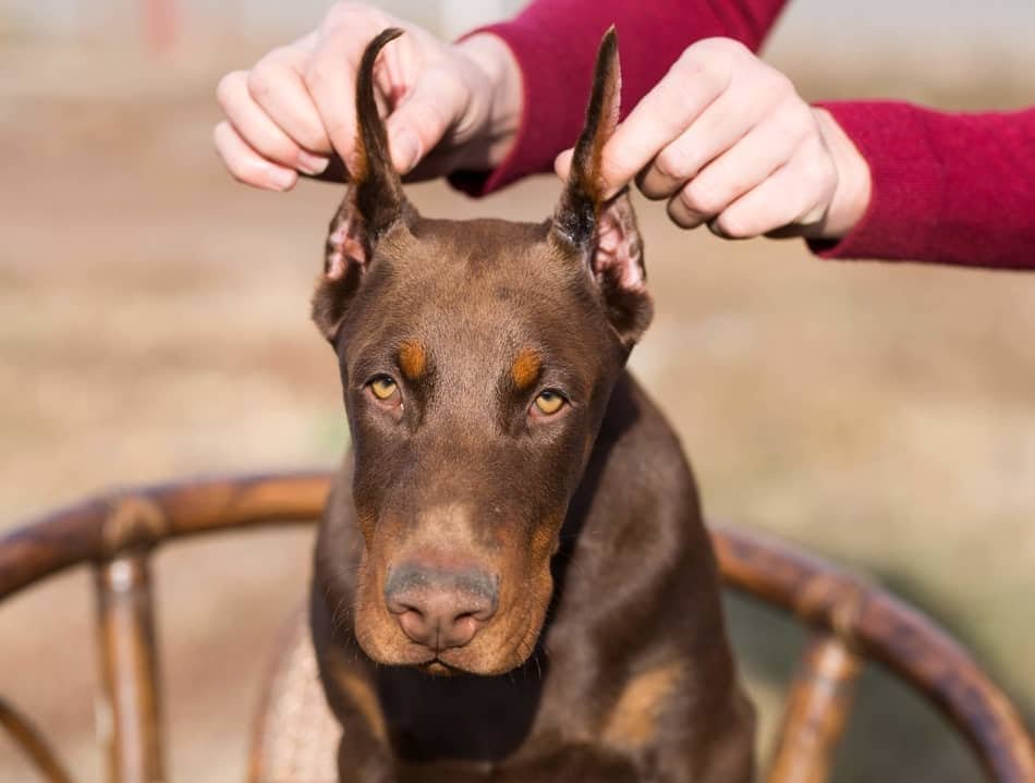 bts-s-jungkook-is-not-having-his-doberman-s-ears-and-tail-cropped