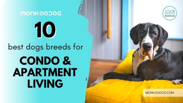 Best Dog Breeds For Apartment And Condo Living. Explore More.