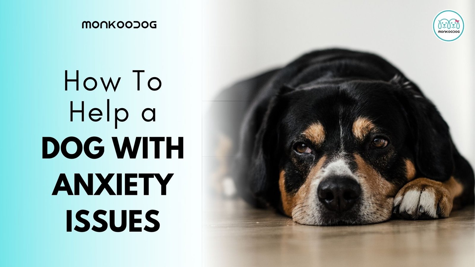 how-to-help-a-dog-with-anxiety-issues