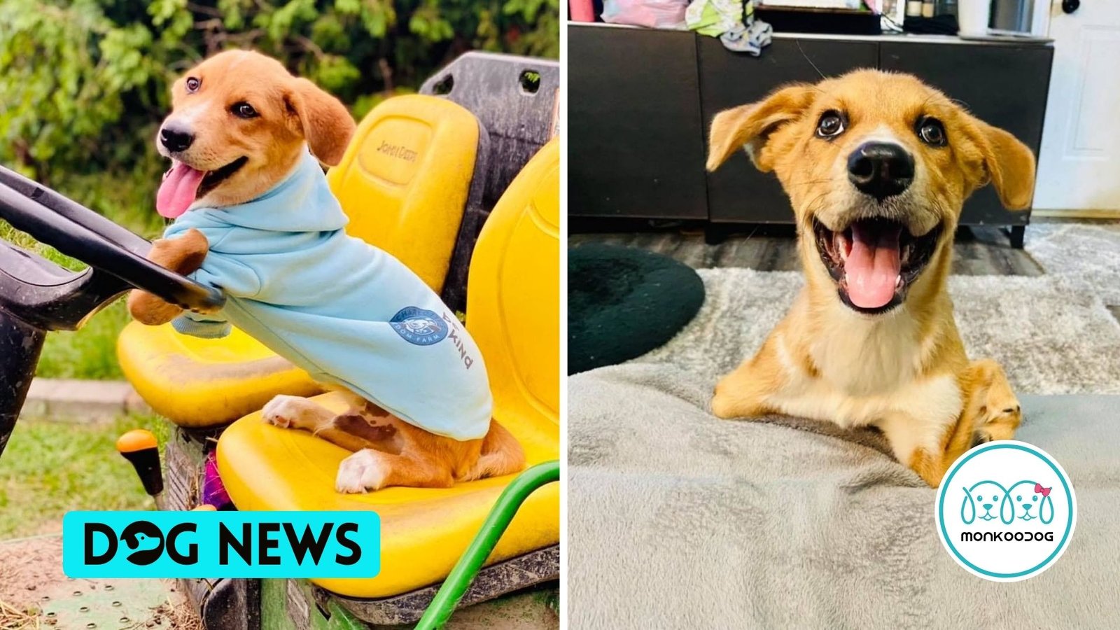 Two-Legged Puppy Winnie