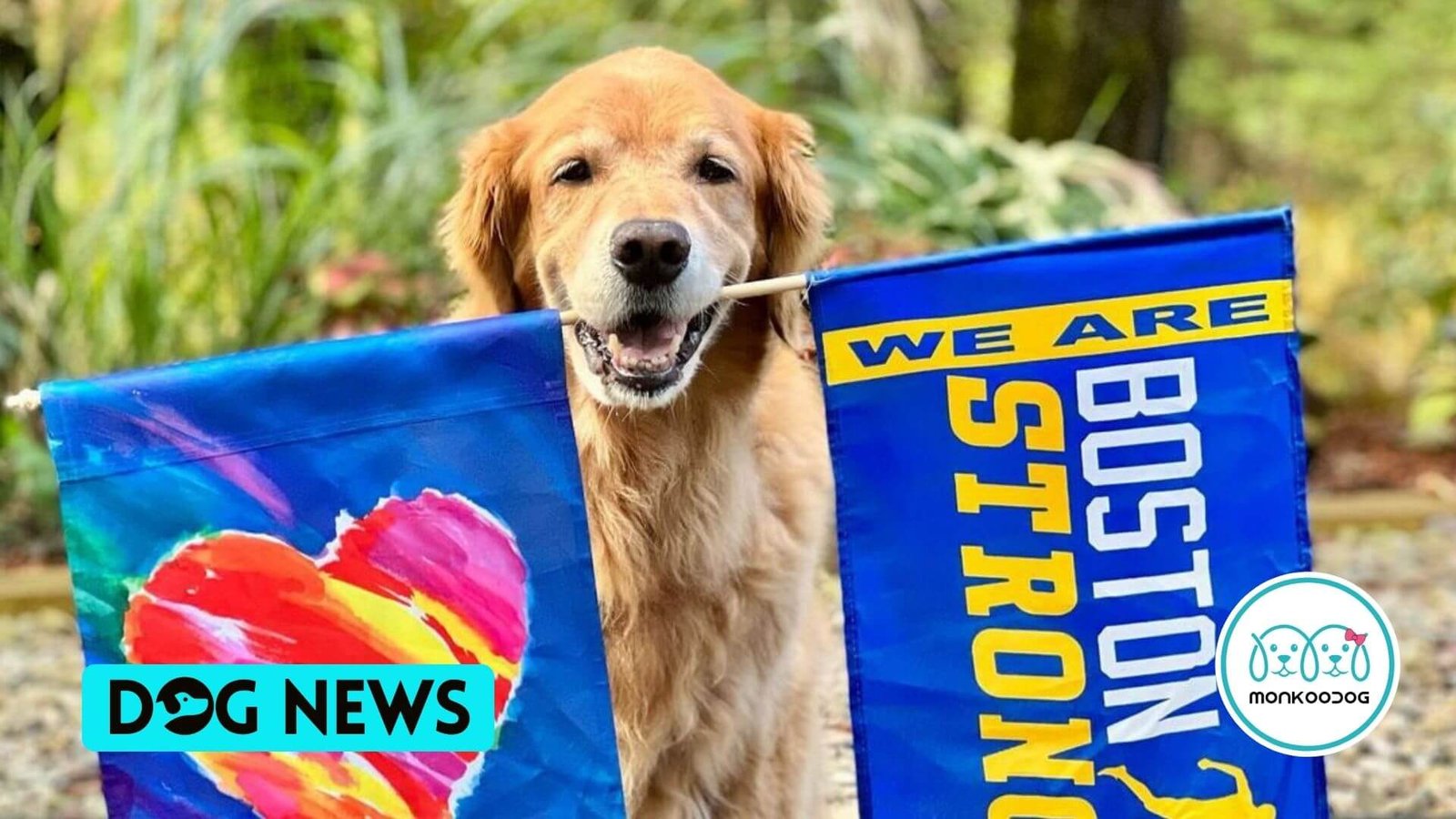cheerleading Golden Retriever