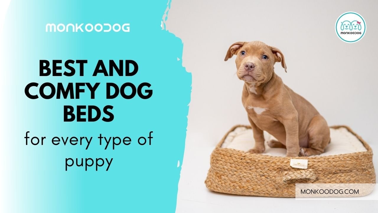 dog beds for puppies