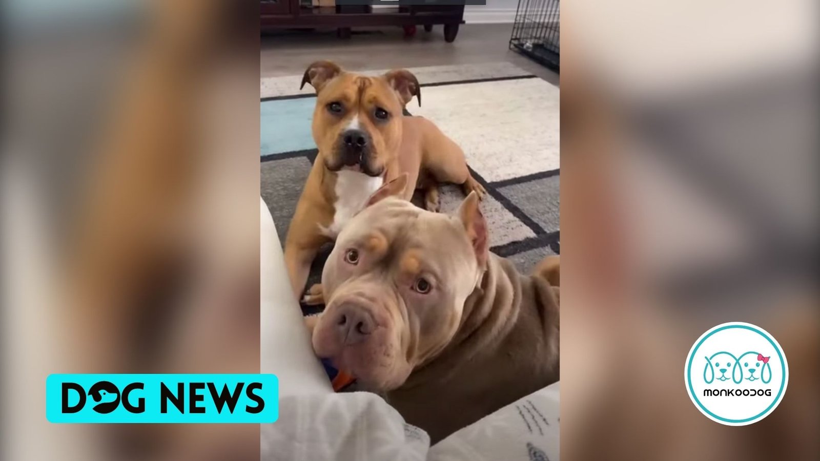 Watch dog's reaction to the trending' whisper challenge' when their owner whispered a 'P' word.