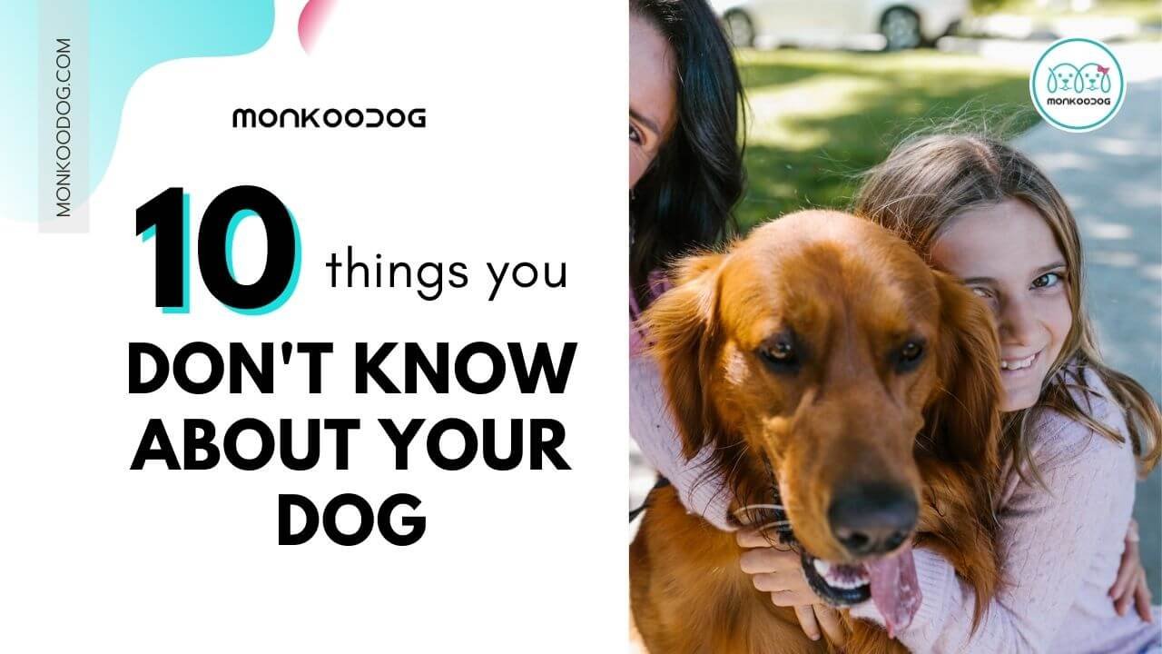 things you don't know about your dog