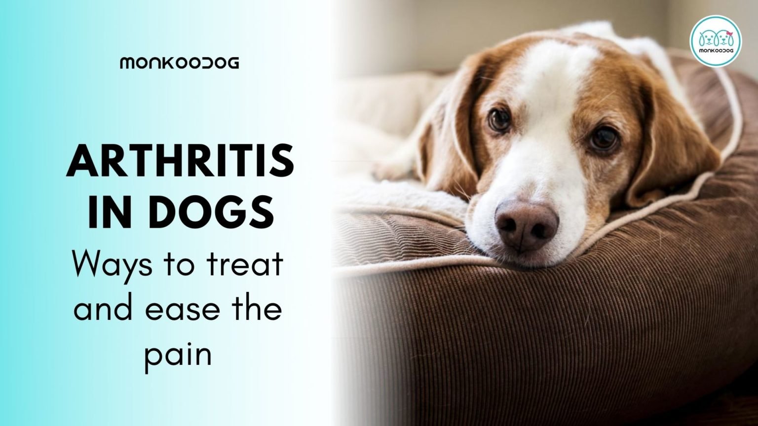 Arthritis in Dogs: Ways to Treat and Ease Pain