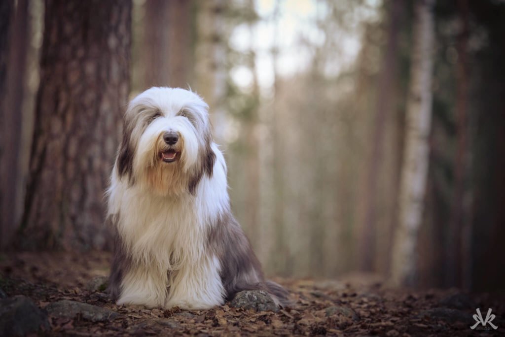 Must Have Long Haired Dog | Monkoodog
