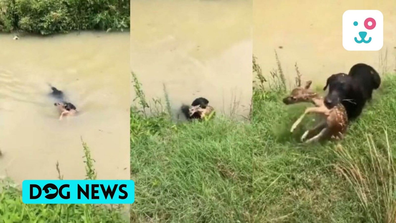 A dog’s bravery saves the life of a drowning baby deer