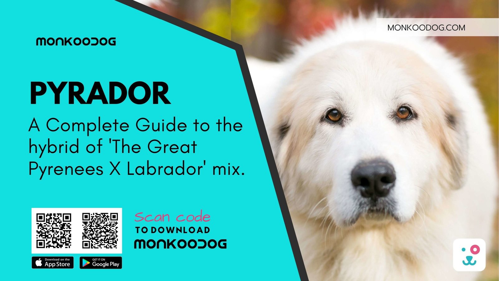 A complete guide to the hybrid Pyrador- The Great Pyrenees Labrador mix