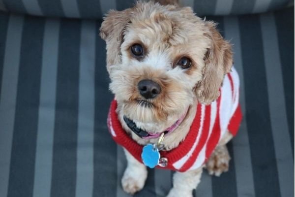 Owning a Cavapoo