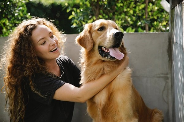 Weight of Golden Retriever