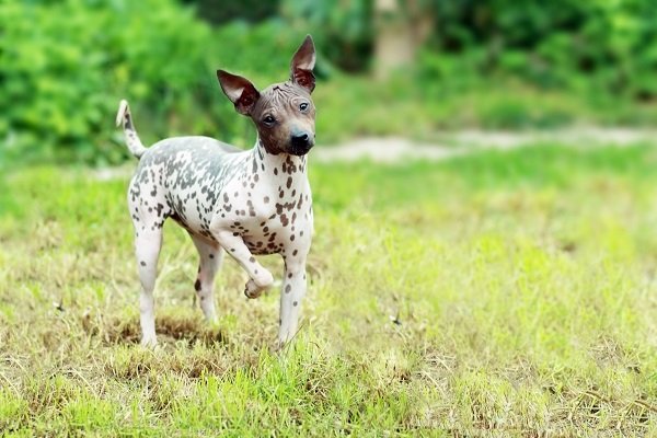 American Hairless Terriers Informations