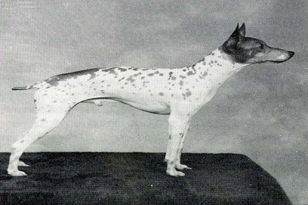 American Hairless Terrier History