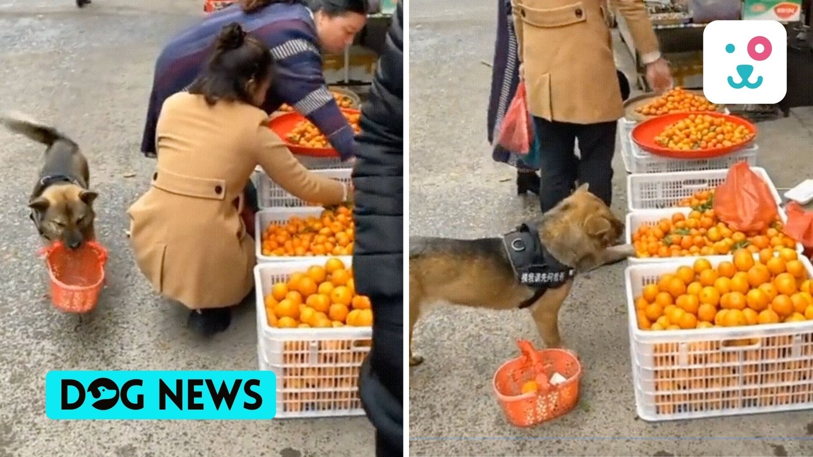 Watch Adorable Dog Shopping For Oranges In The Market Will Win Your Heart