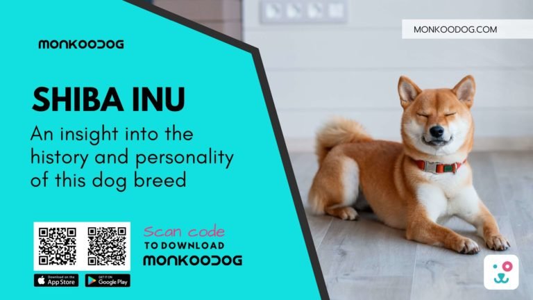 what is the history of shiba inu