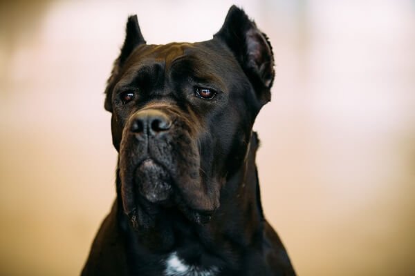 Cane Corso: Everything You Need To Know In 2022