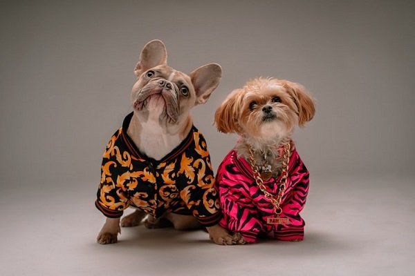 Fashion Pets Louis Vuitton Dog Clothes  Pet clothes, Cute dog clothes, Dog  clothes